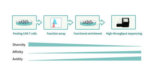 專注細胞治療，馴鹿生物引領國產CAR-T創新之路